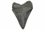 Serrated, Fossil Megalodon Tooth - North Carolina #379146-1